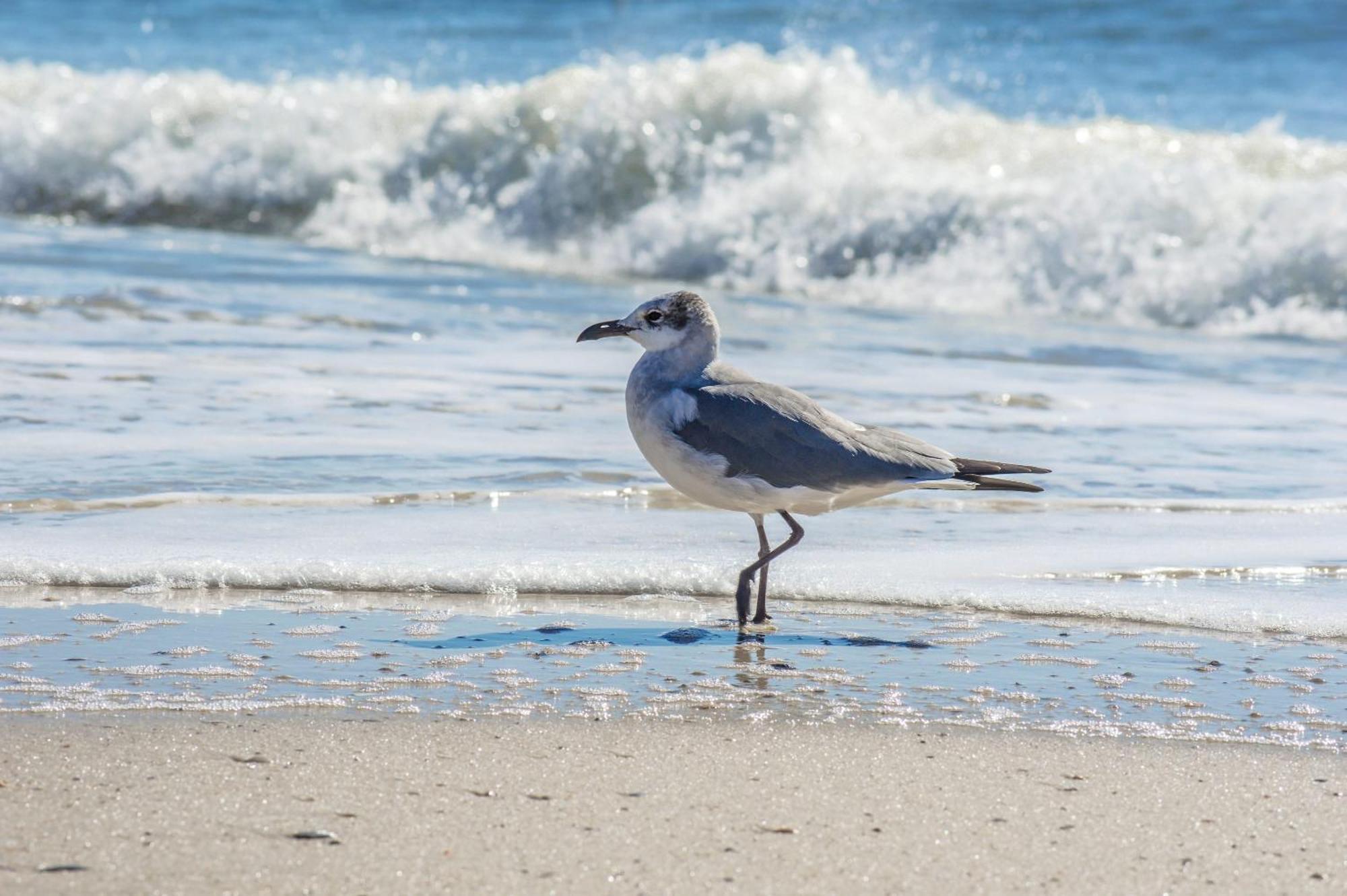 Super Cute With Deeded Beach Access Gulf Shores Zewnętrze zdjęcie